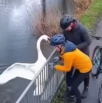 Part2 Animals Rescue #dogrescue #rescuedog #dogsofttiktok #foryoupage #foryou #dogs