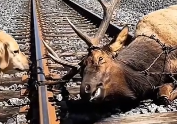 Part2 Animals Rescue #dogrescue #rescuedog #dogsofttiktok #foryoupage #foryou #dogs