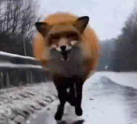 Part2 Animals Rescue #dogrescue #rescuedog #dogsofttiktok #foryoupage #foryou #dogs