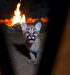 Part2 Animals Rescue #dogrescue #rescuedog #dogsofttiktok #foryoupage #foryou #dogs