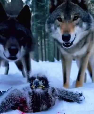 Part2 Animals Rescue #dogrescue #rescuedog #dogsofttiktok #foryoupage #foryou #dogs