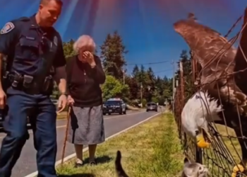 Part2 Animals Rescue #dogrescue #rescuedog #dogsofttiktok #foryoupage #foryou #dogs