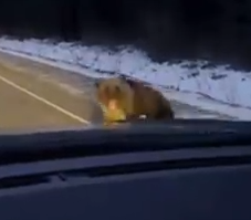 Part2 Animals Rescue #dogrescue #rescuedog #dogsofttiktok #foryoupage #foryou #dogs