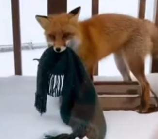 Part2 Animals Rescue #dogrescue #rescuedog #dogsofttiktok #foryoupage #foryou #dogs