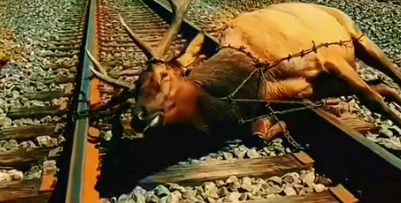 Part2 Animals Rescue #dogrescue #rescuedog #dogsofttiktok #foryoupage #foryou #dogs