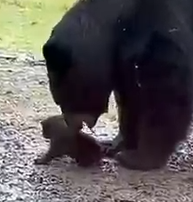 Part2 Animals Rescue #dogrescue #rescuedog #dogsofttiktok #foryoupage #foryou #dogs