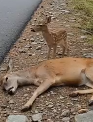 Part2 Animals Rescue #dogrescue #rescuedog #dogsofttiktok #foryoupage #foryou #dogs