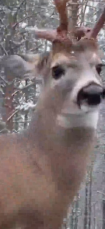 Part2 Animals Rescue #dogrescue #rescuedog #dogsofttiktok #foryoupage #foryou #dogs