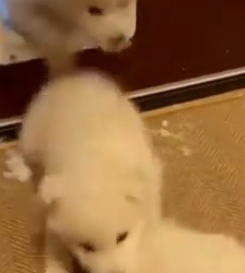 Part2 Animals Rescue #dogrescue #rescuedog #dogsofttiktok #foryoupage #foryou #dogs