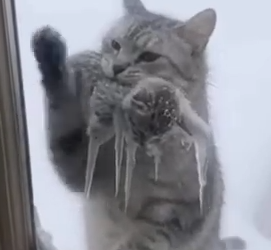 Part2 Animals Rescue #dogrescue #rescuedog #dogsofttiktok #foryoupage #foryou #dogs