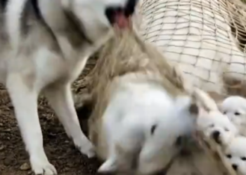 Part2 Animals Rescue #dogrescue #rescuedog #dogsofttiktok #foryoupage #foryou #dogs