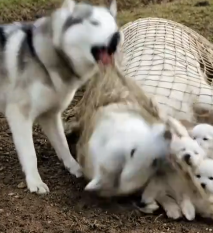 Part2 Animals Rescue #dogrescue #rescuedog #dogsofttiktok #foryoupage #foryou #dogs