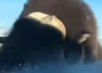 Part2 Animals Rescue #dogrescue #rescuedog #dogsofttiktok #foryoupage #foryou #dogs