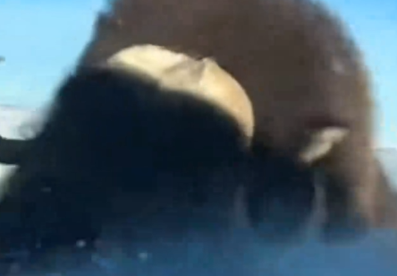 Part2 Animals Rescue #dogrescue #rescuedog #dogsofttiktok #foryoupage #foryou #dogs