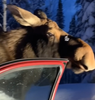 Part2 Animals Rescue #dogrescue #rescuedog #dogsofttiktok #foryoupage #foryou #dogs