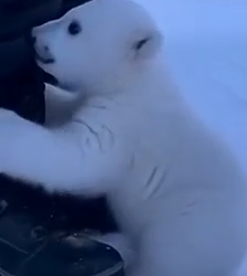 Part2 Animals Rescue #dogrescue #rescuedog #dogsofttiktok #foryoupage #foryou #dogs