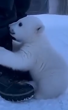 Part2 Animals Rescue #dogrescue #rescuedog #dogsofttiktok #foryoupage #foryou #dogs