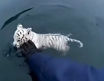 Part2 Animals Rescue #dogrescue #rescuedog #dogsofttiktok #foryoupage #foryou #dogs