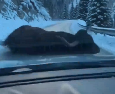 Part2 Animals Rescue #dogrescue #rescuedog #dogsofttiktok #foryoupage #foryou #dogs