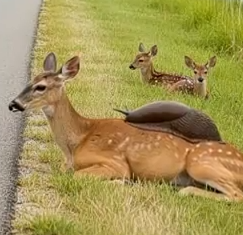 Part2 Animals Rescue #dogrescue #rescuedog #dogsofttiktok #foryoupage #foryou #dogs