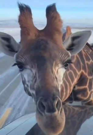 Part2 Animals Rescue #dogrescue #rescuedog #dogsofttiktok #foryoupage #foryou #dogs