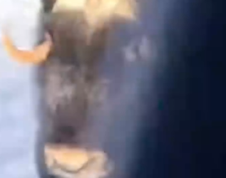 Part2 Animals Rescue #dogrescue #rescuedog #dogsofttiktok #foryoupage #foryou #dogs