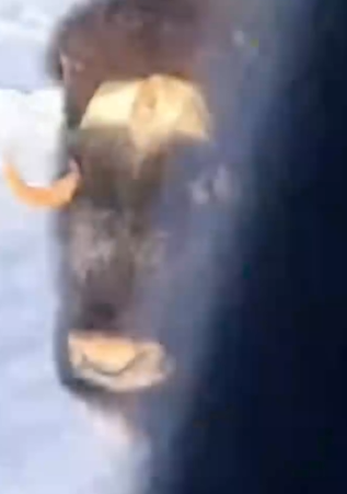 Part2 Animals Rescue #dogrescue #rescuedog #dogsofttiktok #foryoupage #foryou #dogs