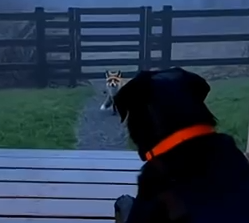 Part2 Animals Rescue #dogrescue #rescuedog #dogsofttiktok #foryoupage #foryou #dogs