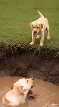 Part2 Animals Rescue #dogrescue #rescuedog #dogsofttiktok #foryoupage #foryou #dogs