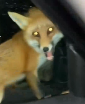 Part2 Animals Rescue #dogrescue #rescuedog #dogsofttiktok #foryoupage #foryou #dogs