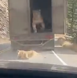 Part2 Animals Rescue #dogrescue #rescuedog #dogsofttiktok #foryoupage #foryou #dogs