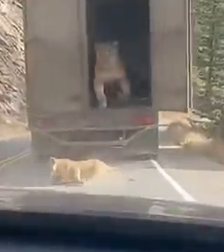 Part2 Animals Rescue #dogrescue #rescuedog #dogsofttiktok #foryoupage #foryou #dogs