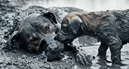 Part2 Animals Rescue #dogrescue #rescuedog #dogsofttiktok #foryoupage #foryou #dogs