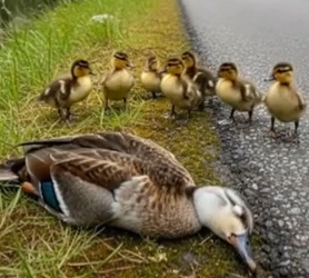 Part2 Animals Rescue #dogrescue #rescuedog #dogsofttiktok #foryoupage #foryou #dogs