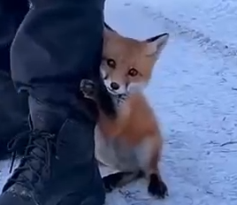 Part2 Animals Rescue #dogrescue #rescuedog #dogsofttiktok #foryoupage #foryou #dogs