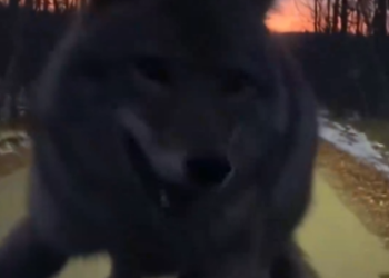 Part2 Animals Rescue #dogrescue #rescuedog #dogsofttiktok #foryoupage #foryou #dogs