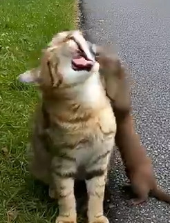 Part2 Animals Rescue #dogrescue #rescuedog #dogsofttiktok #foryoupage #foryou #dogs