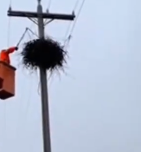 Part2 Animals Rescue #dogrescue #rescuedog #dogsofttiktok #foryoupage #foryou #dogs