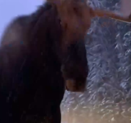 Part2 Animals Rescue #dogrescue #rescuedog #dogsofttiktok #foryoupage #foryou #dogs