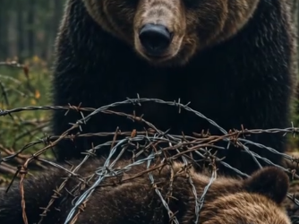 Part2 Animals Rescue #dogrescue #rescuedog #dogsofttiktok #foryoupage #foryou #dogs