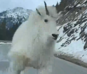 Part2 Animals Rescue #dogrescue #rescuedog #dogsofttiktok #foryoupage #foryou #dogs