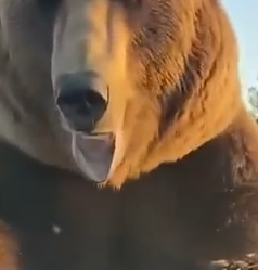 Part2 Animals Rescue #dogrescue #rescuedog #dogsofttiktok #foryoupage #foryou #dogs