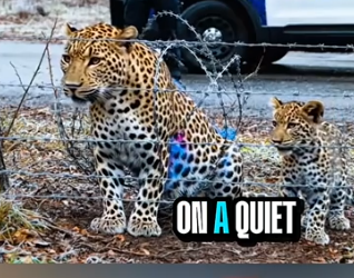 Part2 Animals Rescue #dogrescue #rescuedog #dogsofttiktok #foryoupage #foryou #dogs