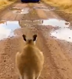 Part2 Animals Rescue #dogrescue #rescuedog #dogsofttiktok #foryoupage #foryou #dogs