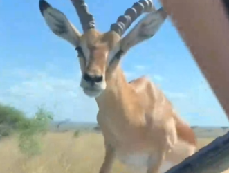 Part2 Animals Rescue #dogrescue #rescuedog #dogsofttiktok #foryoupage #foryou #dogs