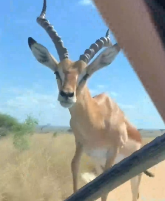 Part2 Animals Rescue #dogrescue #rescuedog #dogsofttiktok #foryoupage #foryou #dogs