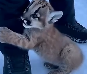 Part2 Animals Rescue #dogrescue #rescuedog #dogsofttiktok #foryoupage #foryou #dogs