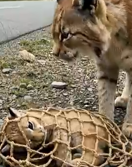 Part2 Animals Rescue #dogrescue #rescuedog #dogsofttiktok #foryoupage #foryou #dogs