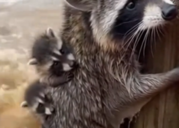 Part2 Animals Rescue #dogrescue #rescuedog #dogsofttiktok #foryoupage #foryou #dogs