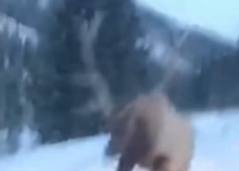 Part2 Animals Rescue #dogrescue #rescuedog #dogsofttiktok #foryoupage #foryou #dogs